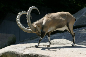 Ibex: sve o životu alpske koze Ibex: sve o životu alpske koze